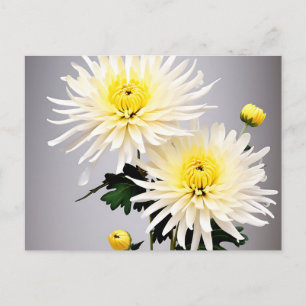 Cartão Postal Bold Chrysanthemum Abstrato