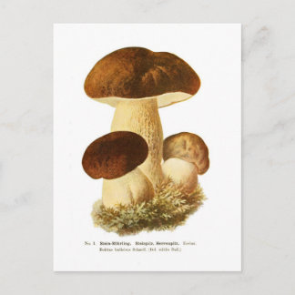 Cartão Postal Boletus bulbosus