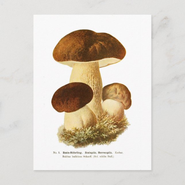 Cartão Postal Boletus bulbosus (Frente)