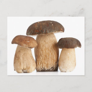 Cartão Postal Boletus Edulis PCard