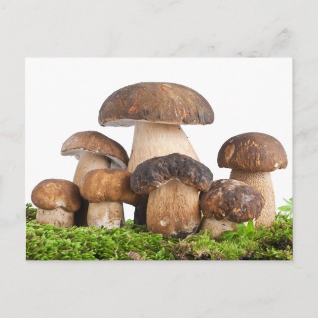 Cartão Postal Boletus Edulis PCard (Frente)