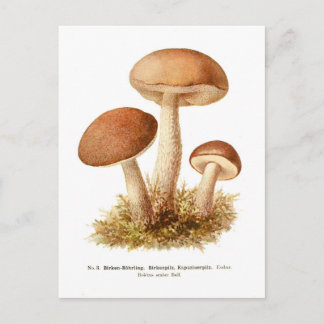 Cartão Postal Boletus scaber