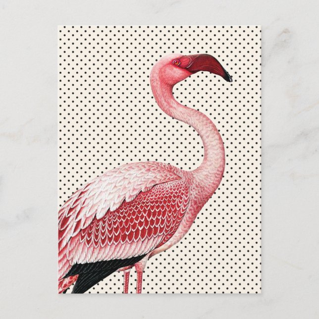 Cartão Postal Bolinhas rosa Flamingo e Vintage (Frente)