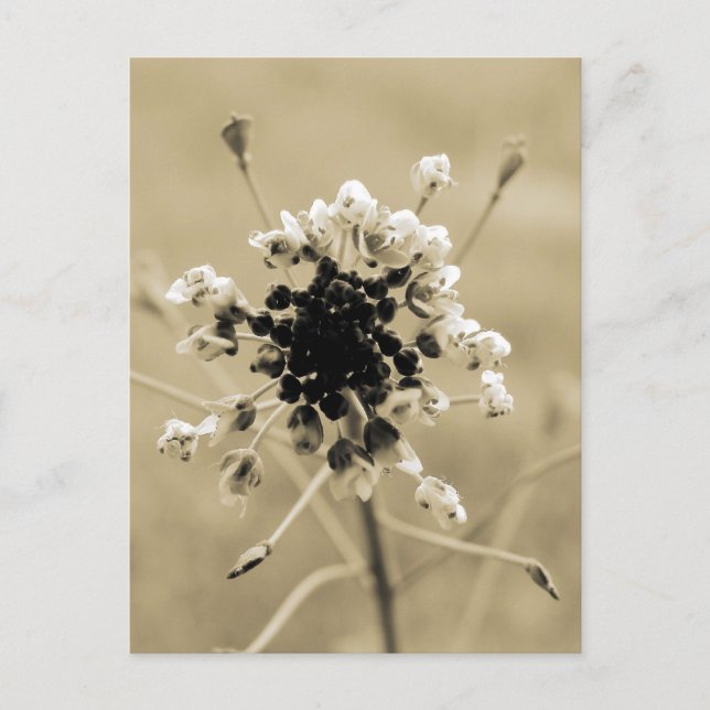 Cartão Postal Bolsa-de-pastor em Sepia (Frente)