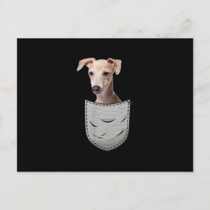 Cartão Postal Bolso De Peito De Soro De Gato De Galgo Italiano P
