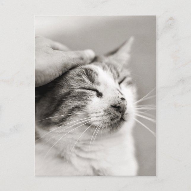 Cartão Postal Bom gatinho! -Cartão Postal (Frente)