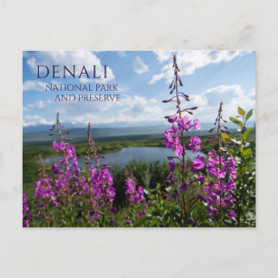 Cartão Postal Bomba em Hill acima de Wonder Lake, Denali Postcar