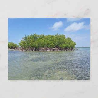 Cartão Postal Bonaire Mangrove