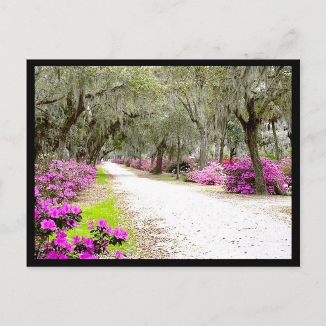 Cartão postal - Bonaventura Azaleas (Frente)