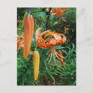 Cartão Postal Boné de Turk Lily Wildflower