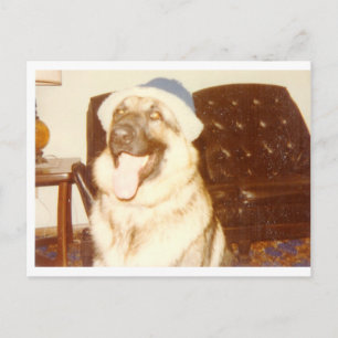 Cartão Postal Boné_Doggie