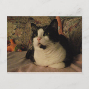 CARTÃO POSTAL BONGO