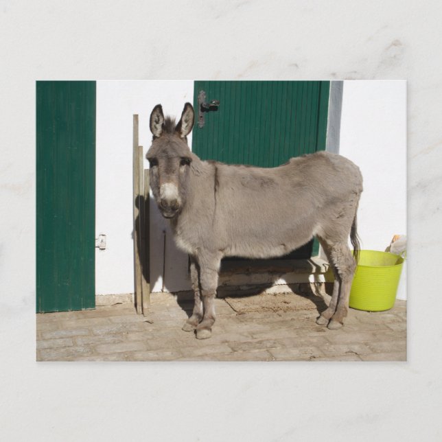 Cartão Postal Bonita Donkey (Frente)