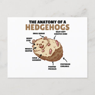 Cartão Postal Bonita Explicação De Hedgehog Anatomia De Hedgehog