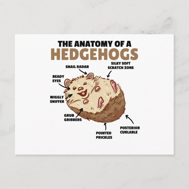 Cartão Postal Bonita Explicação De Hedgehog Anatomia De Hedgehog (Frente)