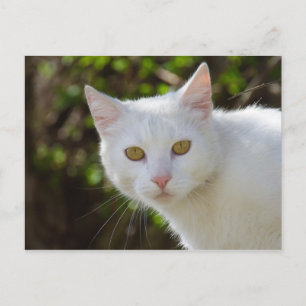 Cartão Postal Bonita Gata Branca