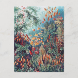 Cartão Postal Bonita Natureza - Mosses