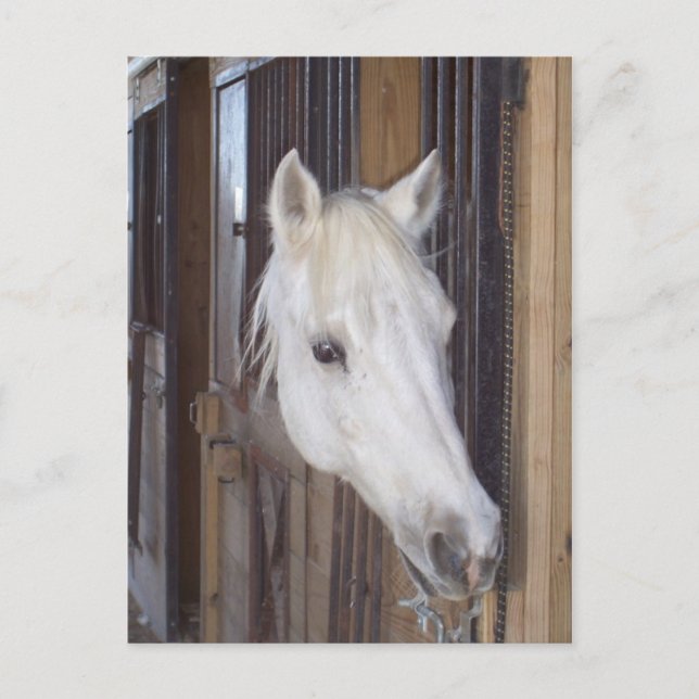 Cartão Postal Bonitão (Frente)