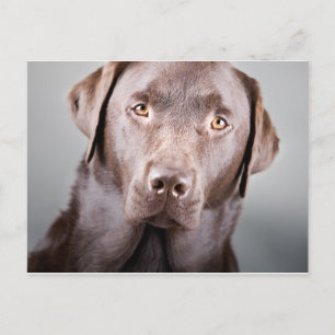Cartão Postal Bonitão de Chocolate Labrador