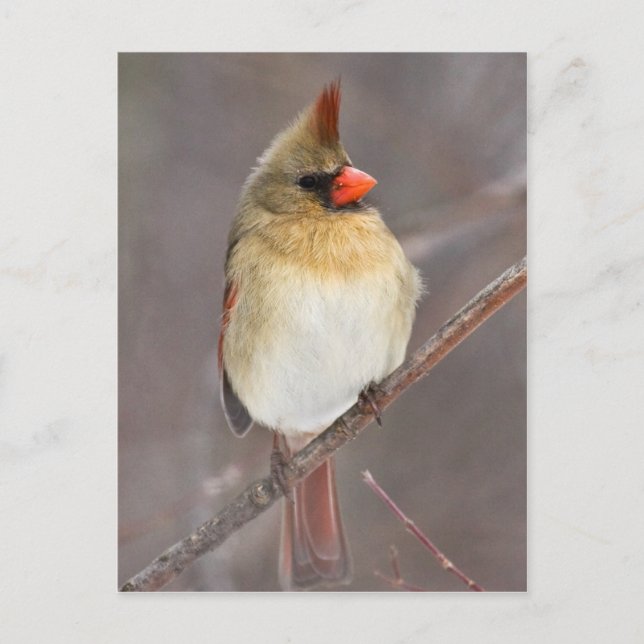 Cartão Postal Bonito (Frente)