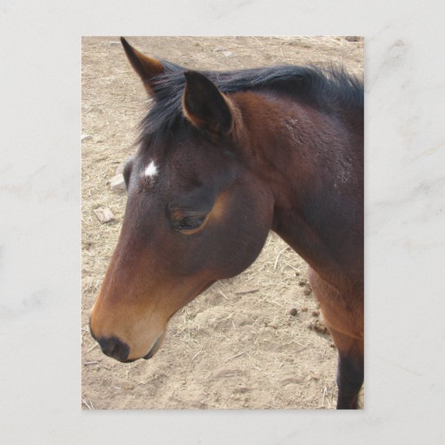 Cartão Postal Bonito (Frente)