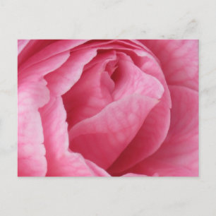 Cartão Postal Bonito a rosa