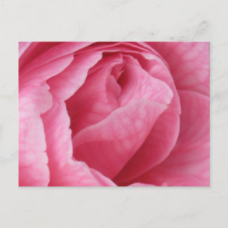 Cartão Postal Bonito a rosa