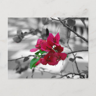 Cartão Postal Bonito a rosa