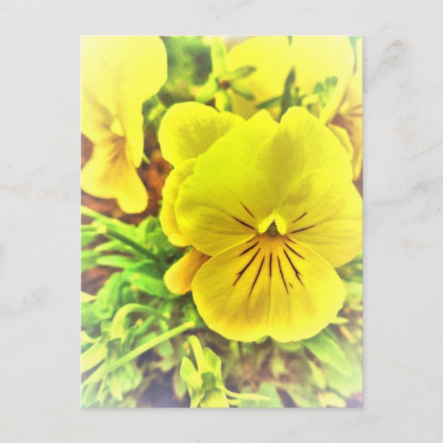 Cartão Postal Bonito Amarelo Flores Pansy Jardim Solarino (Frente)