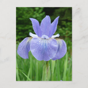 Cartão Postal Bonito Blue Indigo Siberian Iris Flower Blosango