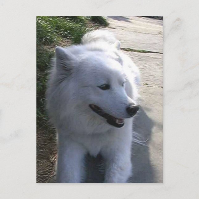 Cartão Postal Bonito Cachorro Branco Samoyed (Frente)