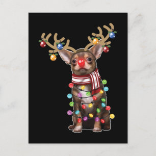 Cartão Postal Bonito Chihuahua Cachorro Engraçado Presente no Na