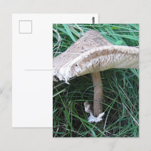 Cartão Postal Bonito cogumelo grande