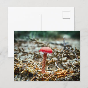 Cartão Postal Bonito cogumelo selvagem em um campo de outono