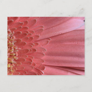 Cartão Postal Bonito Coral Rosa Gerbera Daisy