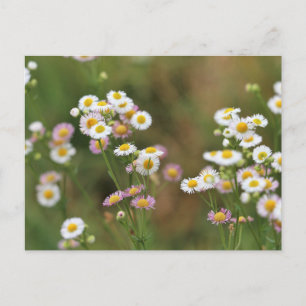Cartão Postal Bonito Daisy