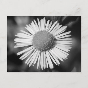 Cartão Postal Bonito Daisy