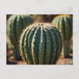 Cartão Postal Bonito Deserto De Cactus