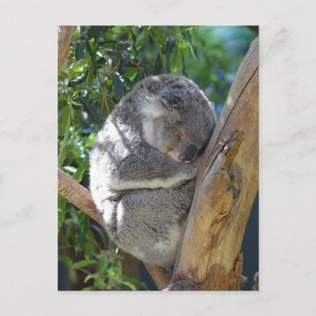 Cartão Postal Bonito Dormindo Koala em árvore (Frente)