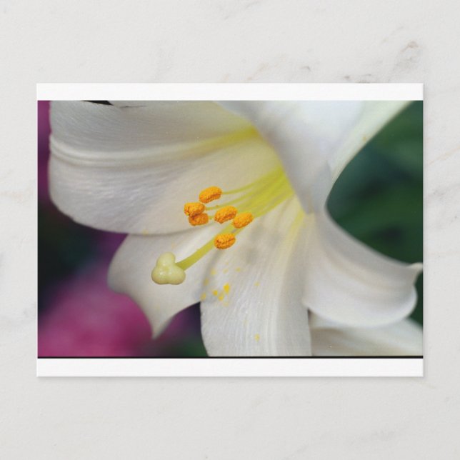 Cartão Postal Bonito Enquanto Lily (Frente)