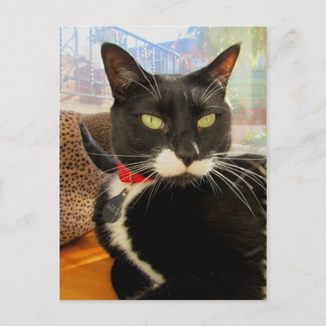 Cartão Postal Bonito garota Lucy (Frente)