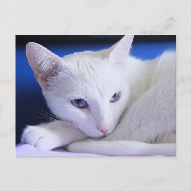 Cartão Postal Bonito gato branco/adicione a foto de seu animal d (Frente)