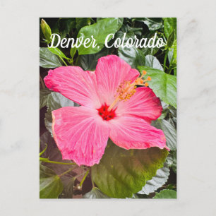 Cartão Postal Bonito Hibiscus Rosa, Denver Colordo