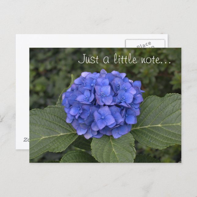 Cartão Postal Bonito Hydrangea Azul Apenas Uma Pequena Nota (Frente/Verso)