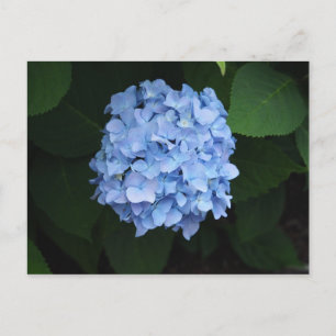 Cartão Postal Bonito Hydrangea Foto Floral