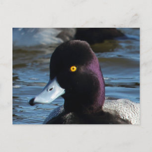 Cartão Postal Bonito Pato Selvagem - Menos Scaup Drake
