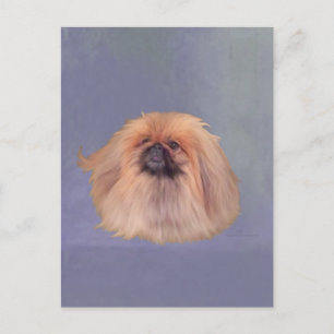 Cartão Postal Bonito Pekingese