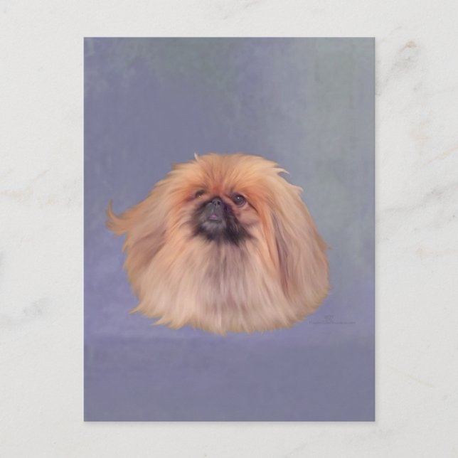 Cartão Postal Bonito Pekingese (Frente)