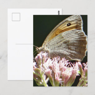 Cartão Postal Bonito placa plana borboleta grande