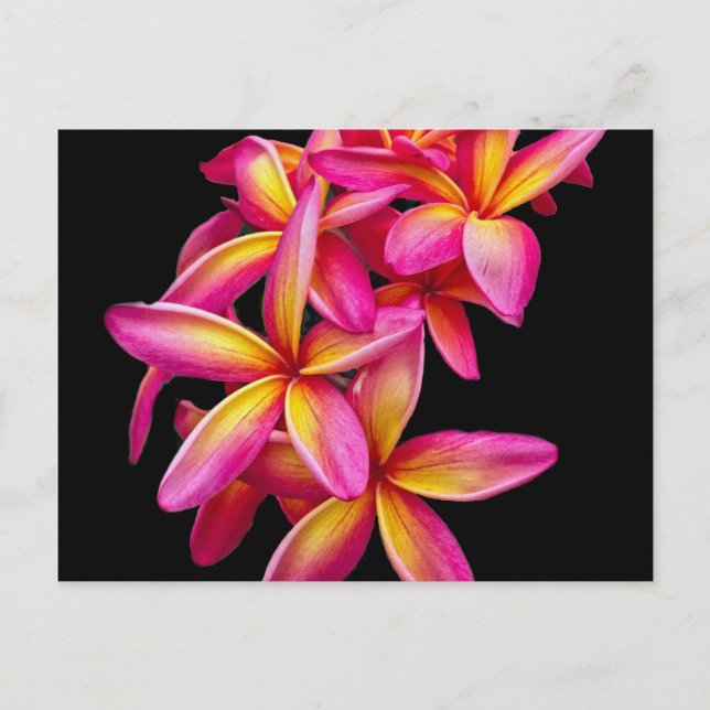 Cartão Postal Bonito Plumeria Rosa Foto Floral (Frente)